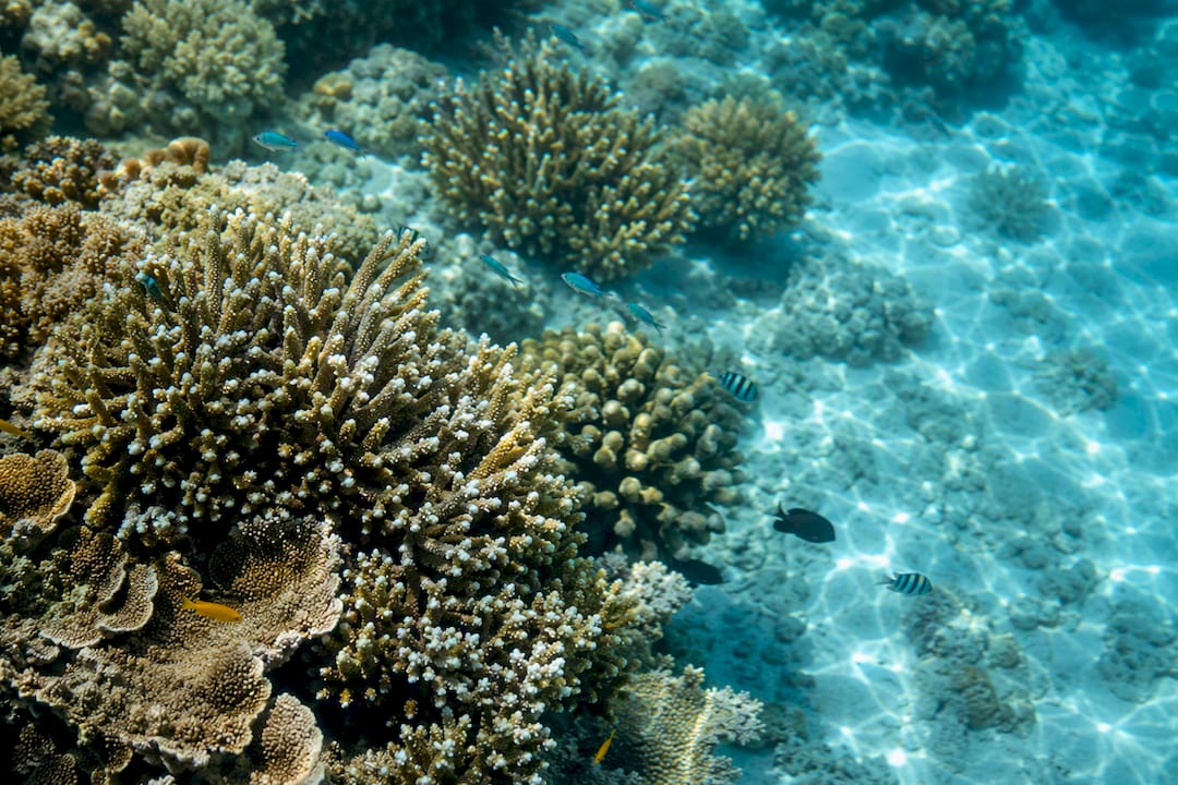 Shallow Mushroom Bay reef with tropical fish